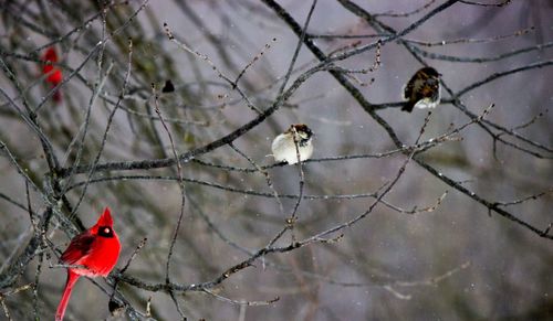 Low angle view of birds perching on branch during winter