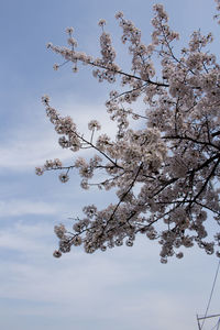 Low angle view of tree against sky