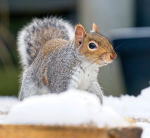 Close-up of squirrel