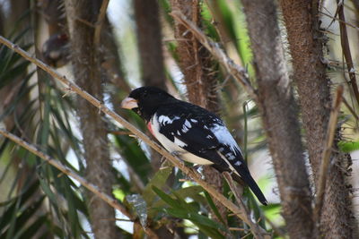 Bird perching on tree