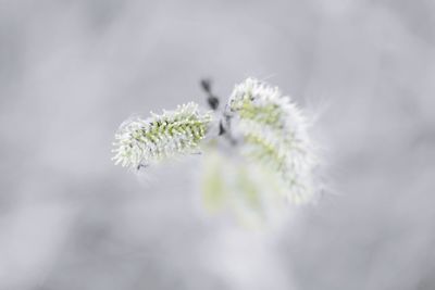 Close-up of white flowering plant