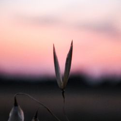 Close-up of plant against sky during sunset