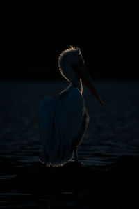 Close-up of pelican swimming in lake