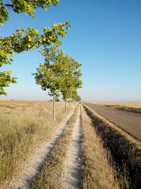 Country road along trees