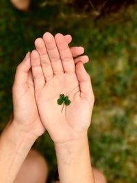 Close-up of hand holding plant