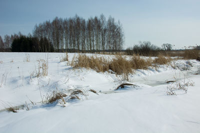 Snowdrifts and coppice, view in winter day