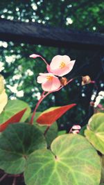 Close-up of flower against blurred background