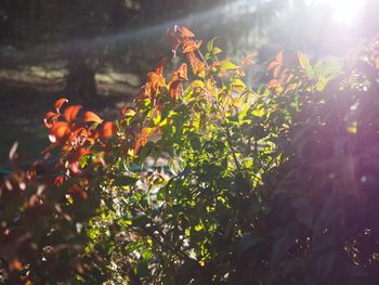 Close-up of fresh orange tree