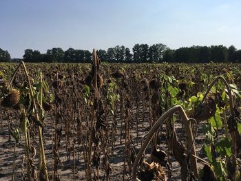 Plants growing on field against sky