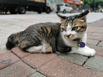 Cat lying on footpath