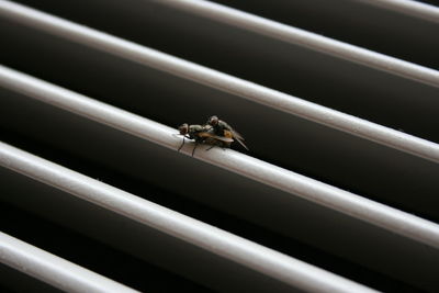 Close-up of houseflies mating on white security bar