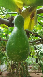 Close-up of fruits growing on tree