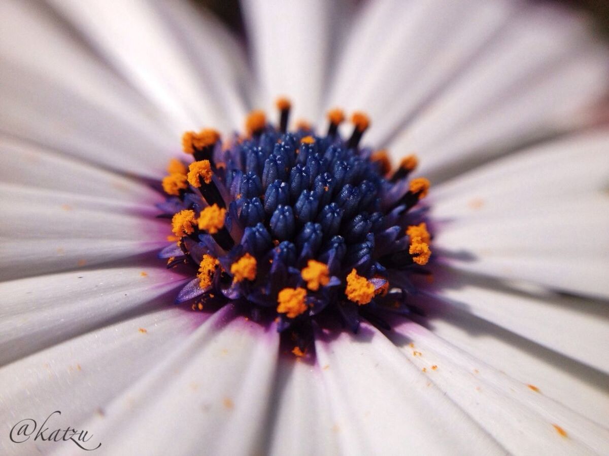 flower, petal, flower head, freshness, pollen, fragility, single flower, close-up, beauty in nature, daisy, yellow, nature, selective focus, stamen, macro, extreme close-up, full frame, backgrounds, growth, focus on foreground