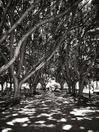 View of trees in park