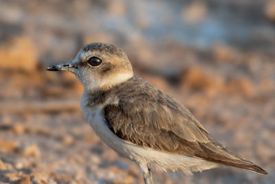 Close-up of bird perching on a land