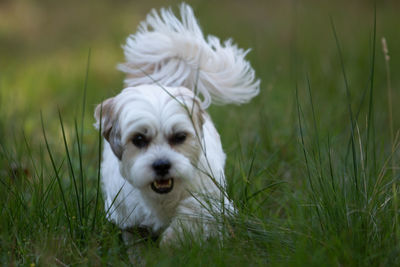 White dog in a field