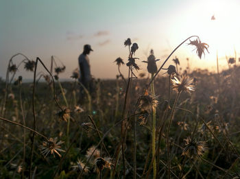 Close-up of flowering plants on field against sky during sunset
