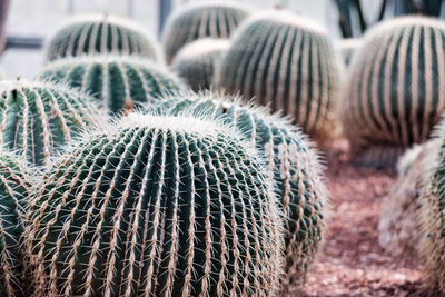 Close-up of succulent plant