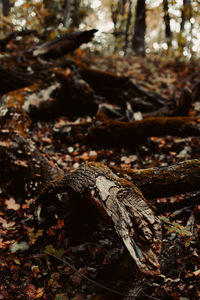 Close-up of lizard on dry leaves on field