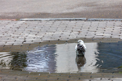 The white dove is washing, taking water treatments in a puddle after the rain, 