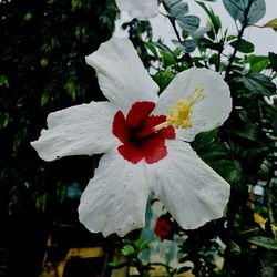 Close-up of red hibiscus flower