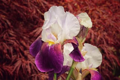 Close-up of purple iris blooming outdoors
