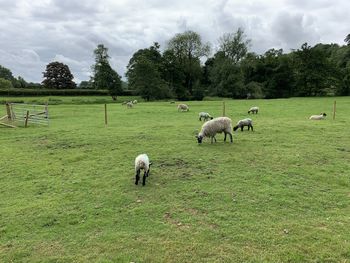 Sheep grazing in a field