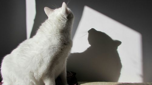 domestic animals
