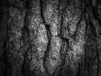 Full frame shot of tree trunk
