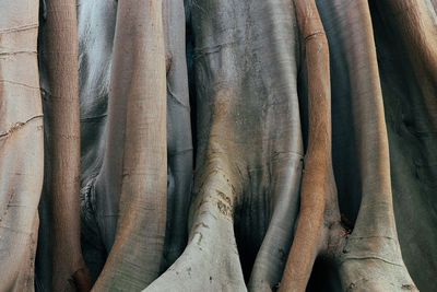 A beautiful horizontal view of the massive trunk and roots of a banyan tree.