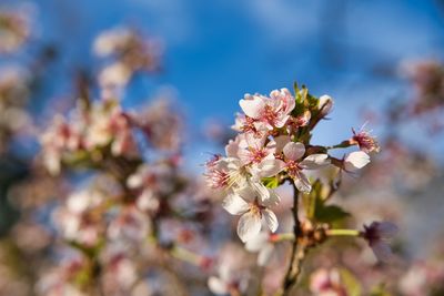 Close-up of cherry blossom