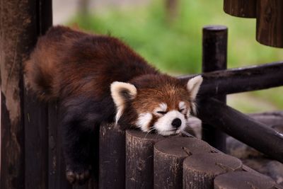 Cat sleeping in a zoo