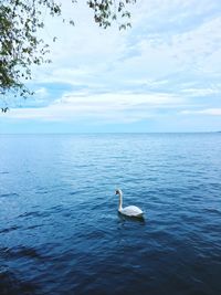 Swan swimming in sea against sky