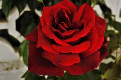 Close-up of red rose blooming outdoors