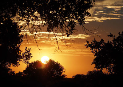 Low angle view of silhouette trees against sky during sunset