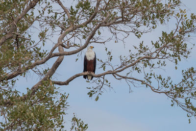 Low angle view of bird perching on tree against sky