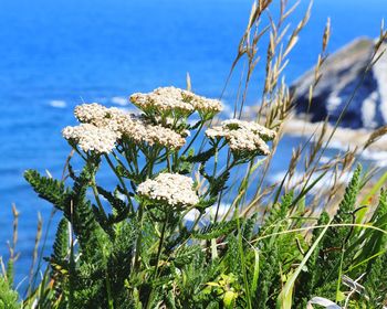 Close-up of flowering plant against sea