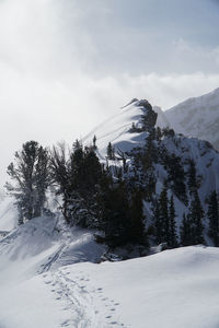 Trees on snowcapped mountain against sky