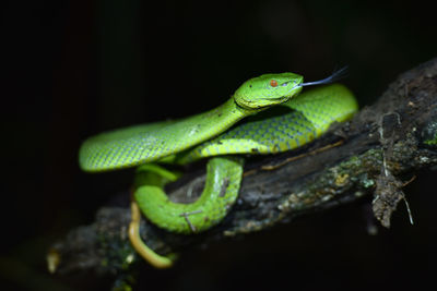 Close-up of green lizard