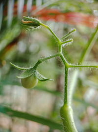 Close-up of plant