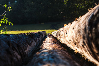 Close-up of log on tree trunk