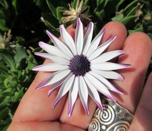 Close-up of hand holding purple flower