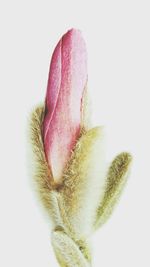 Close-up of pink flower over white background