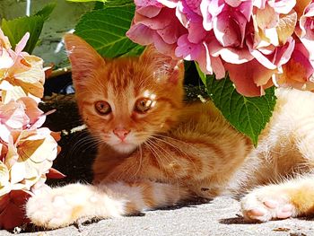 Close-up portrait of cat on flowers