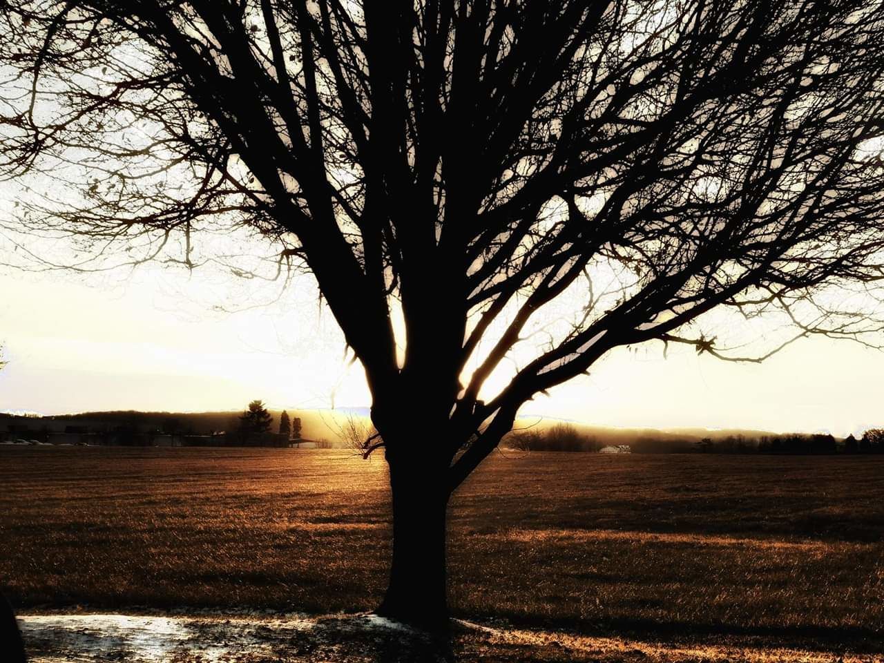 tree, plant, landscape, sky, environment, field, land, nature, bare tree, no people, tranquility, silhouette, scenics - nature, beauty in nature, tranquil scene, branch, sunset, growth, trunk, tree trunk, outdoors, isolated