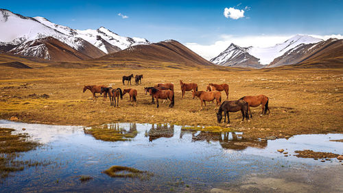 View of horses on snow covered field against sky