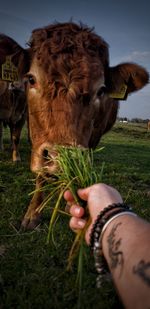 Midsection of person hand holding farm on field