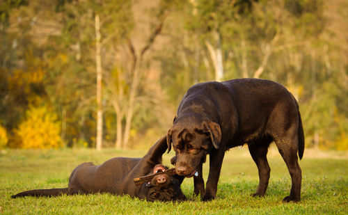 View of two labrador retriever playing with stick on lawn