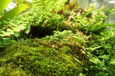 Close-up of moss growing on field