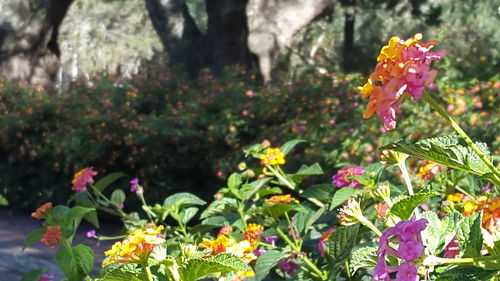 Close-up of fresh yellow flowers blooming outdoors